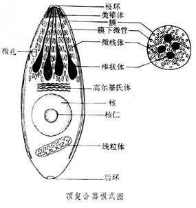 孢子蟲病