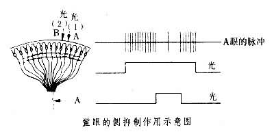 側(cè)抑制