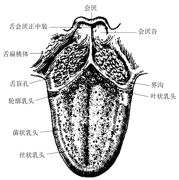 味蕾