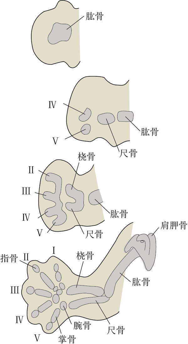 四肢骨的發(fā)生