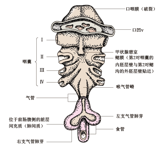 氣管的發(fā)生