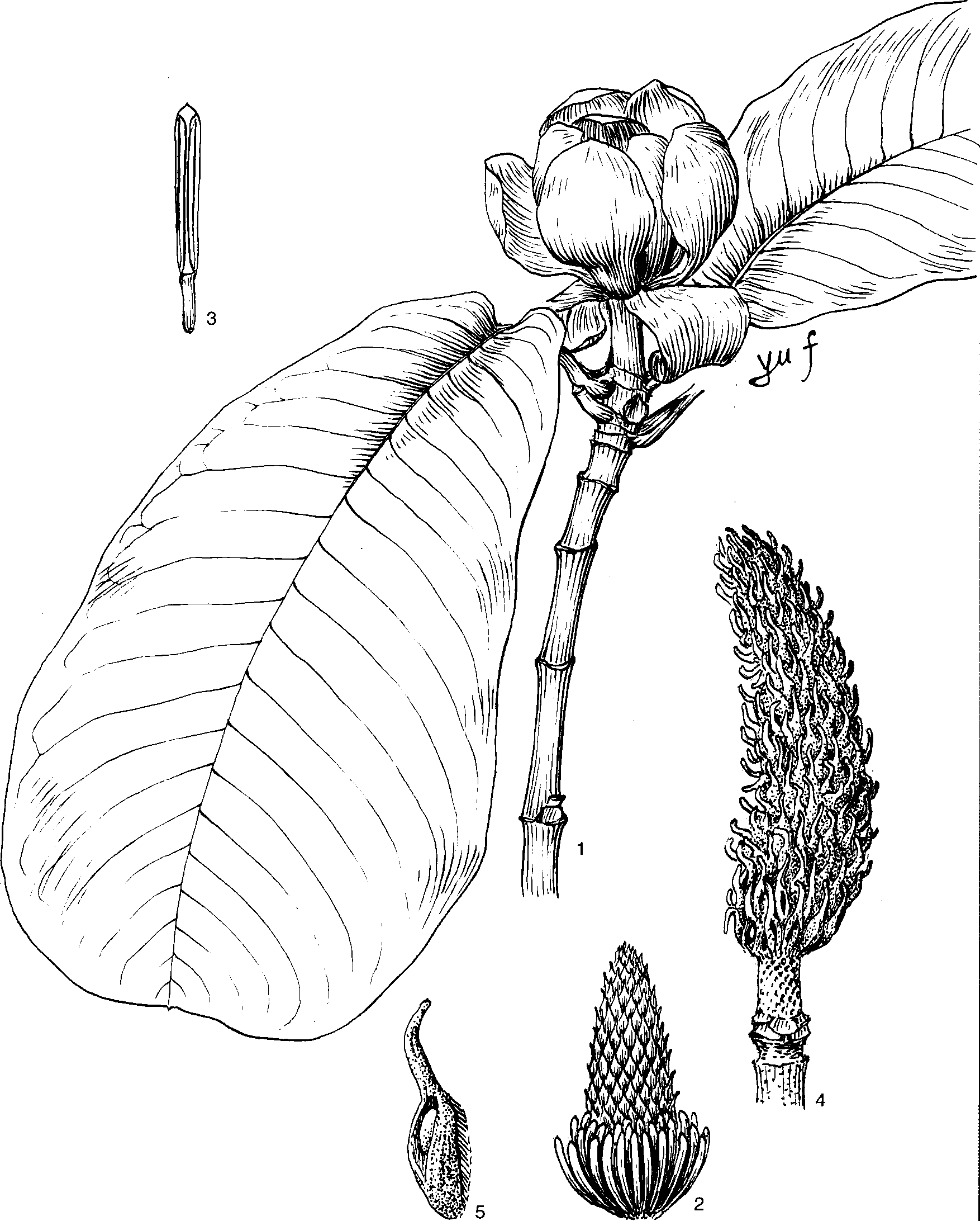 39.長喙厚樸