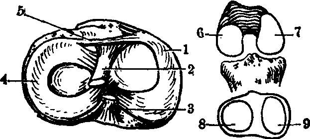 膝關(guān)節(jié)