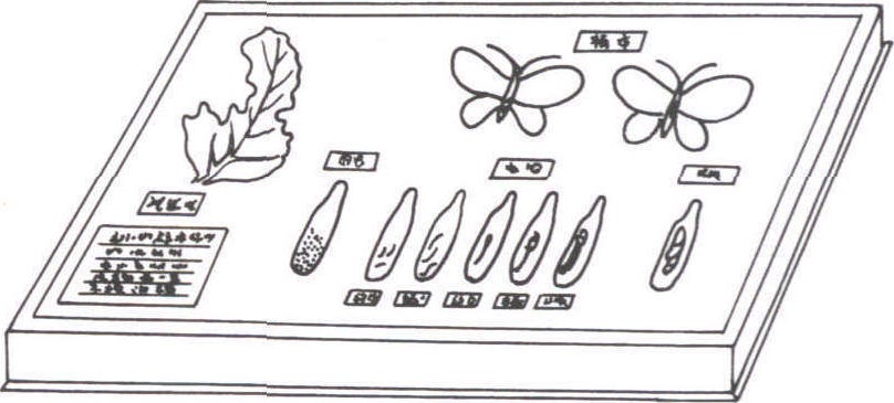 (三)淺盒標本制作方法