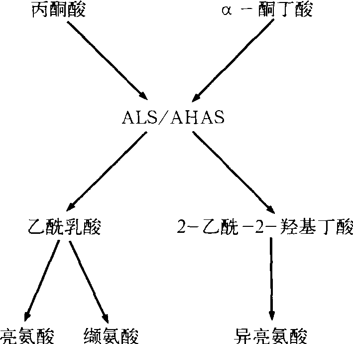 第四節(jié) 除草劑的作用機制