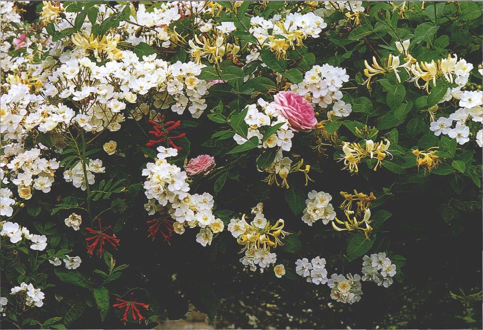 香花植物