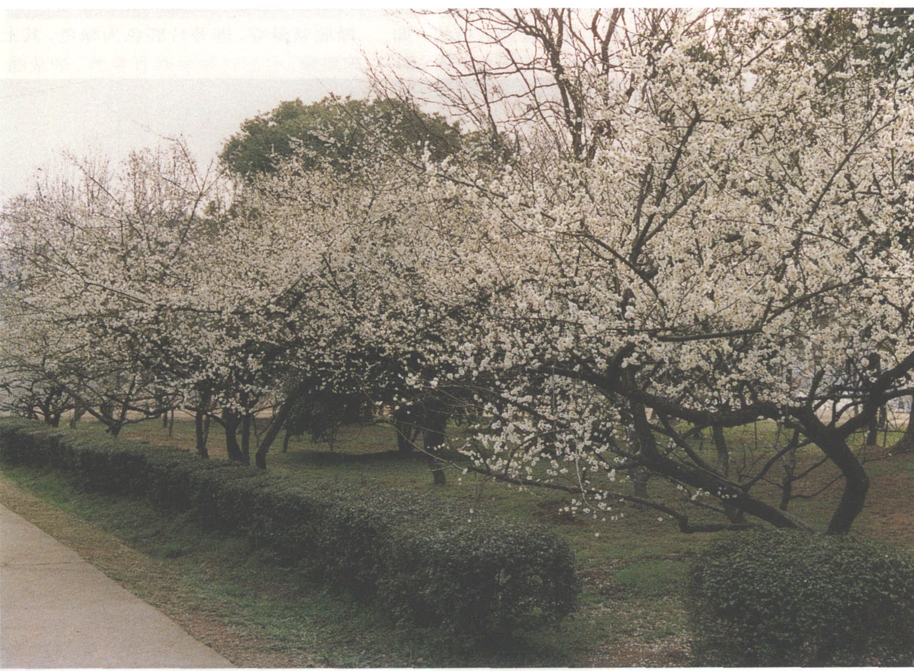 2.從梅花的花蕾預(yù)測花朵形狀