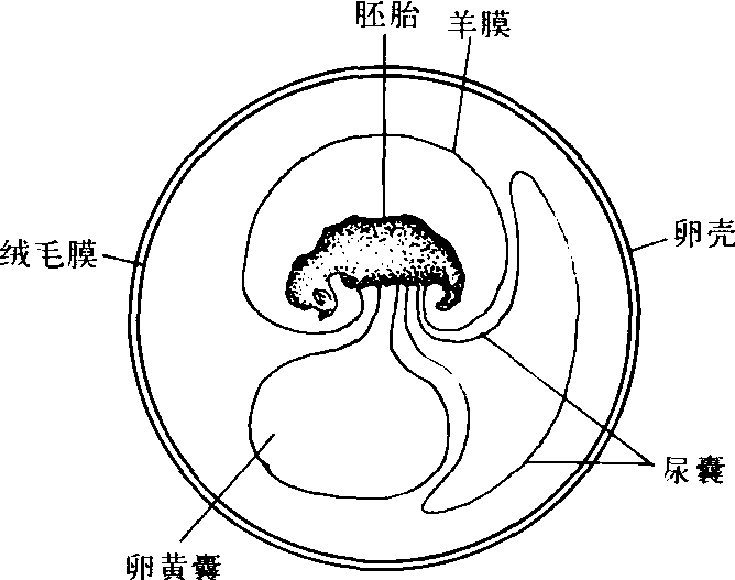 爬行動(dòng)物REPTILIA概述