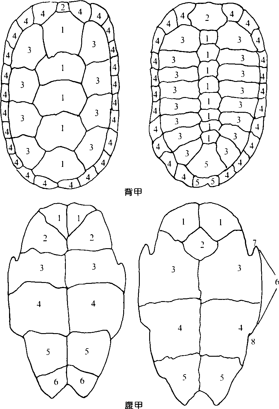 龜鱉目