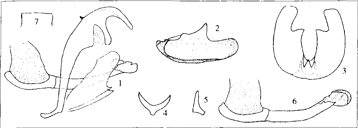 64.美麗何華灰蝶