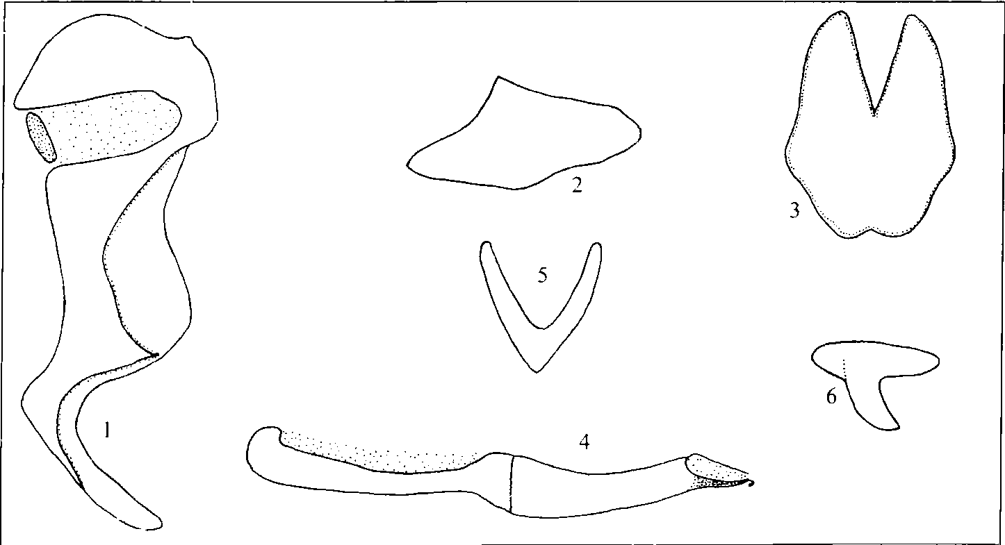 167.酥灰蝶