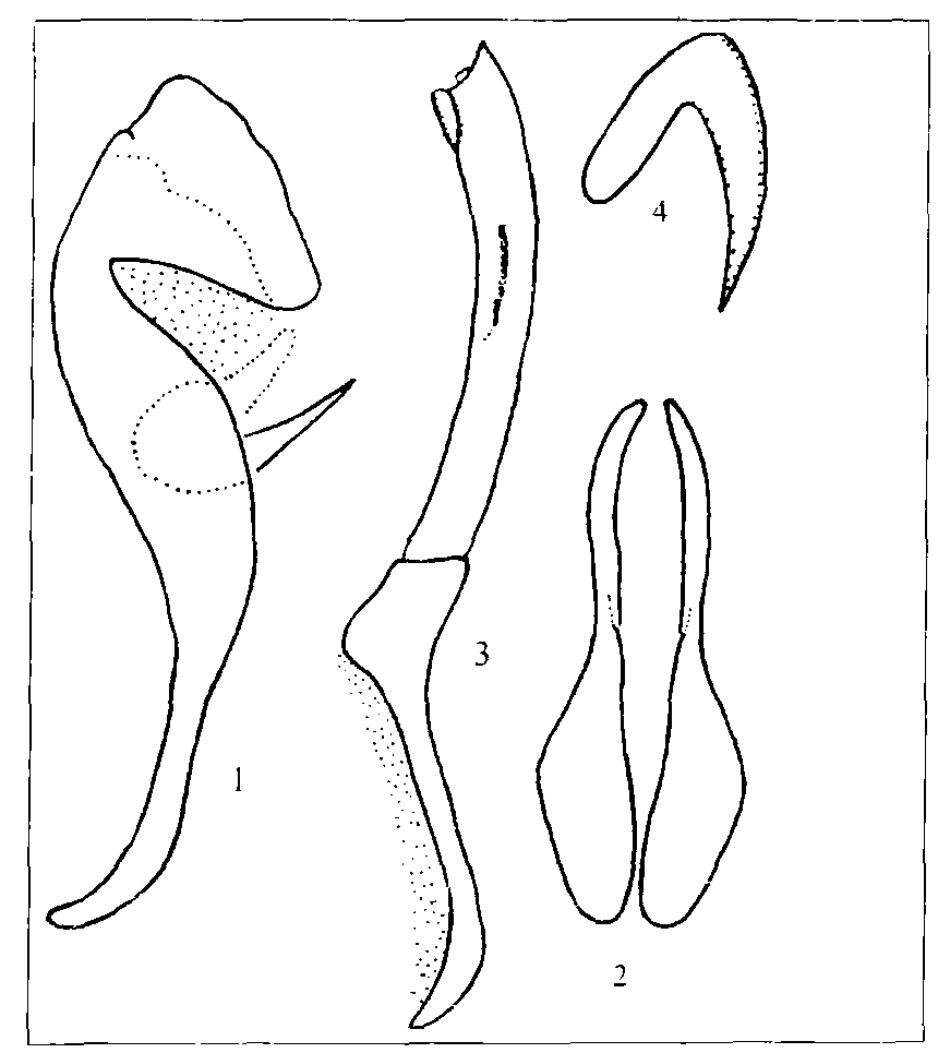 241.拉生灰蝶