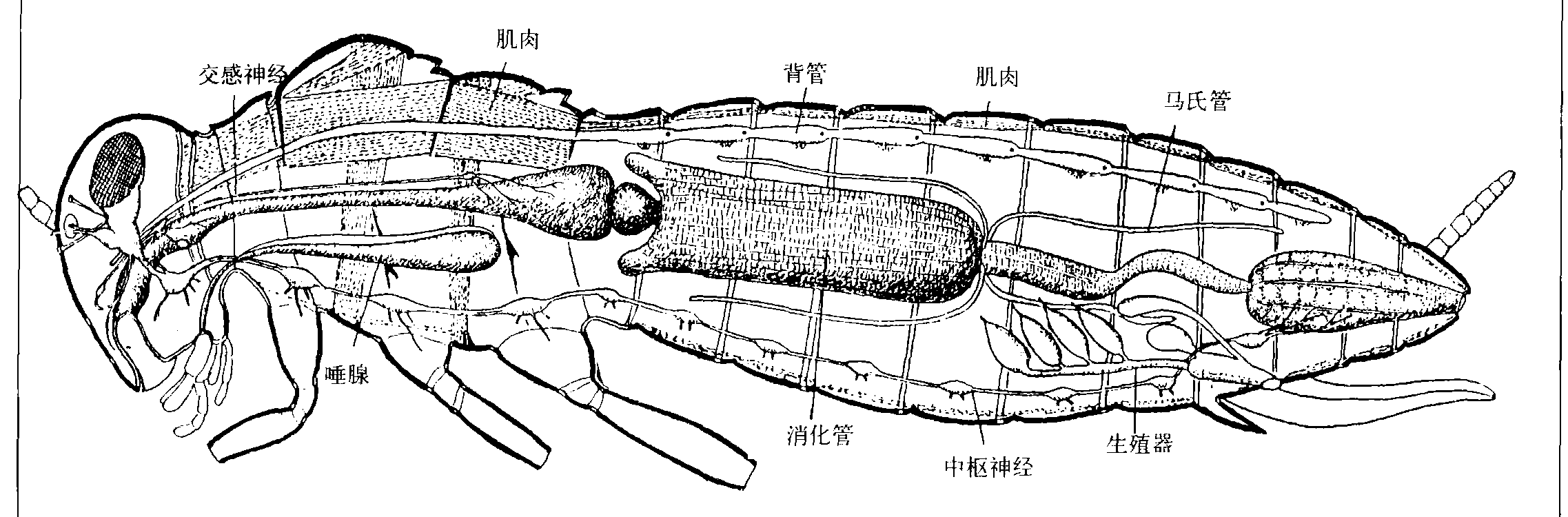(四)昆蟲(chóng)內(nèi)部器官的構(gòu)造