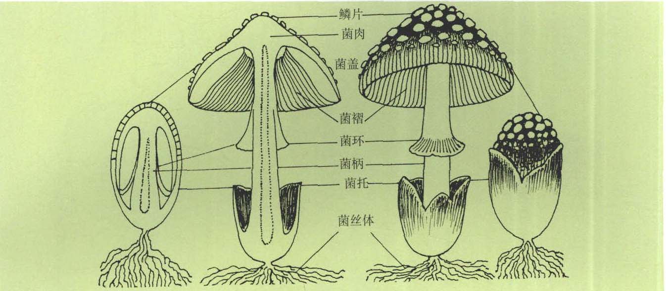 圖1 傘菌形態(tài)結(jié)構(gòu)圖示