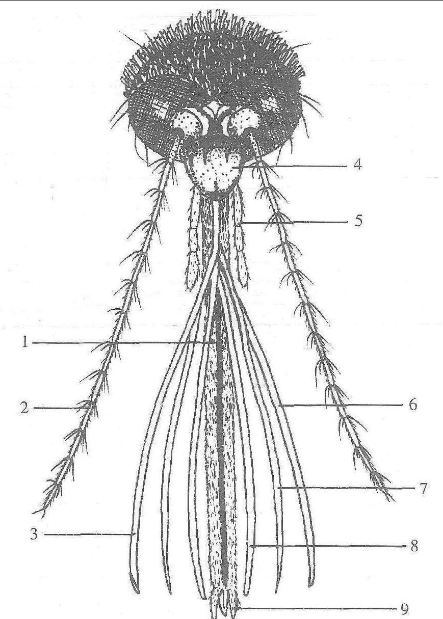 圖1-2 蚊蟲頭部 (采自陸寶麟等，1997b)