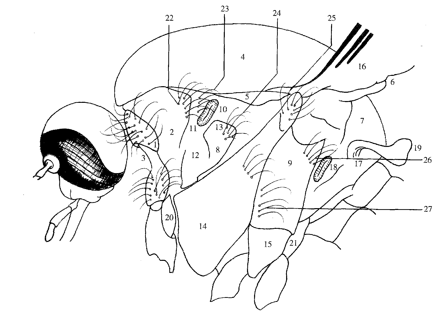 圖1-4 蚊蟲(chóng)胸部側(cè)面觀 (采自陸寶麟等，1997a)