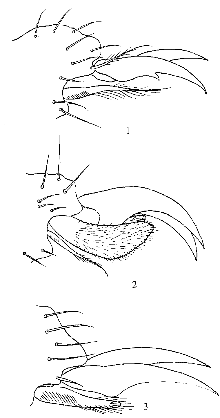 圖1-7 雌蚊跗節(jié)末端構(gòu)造