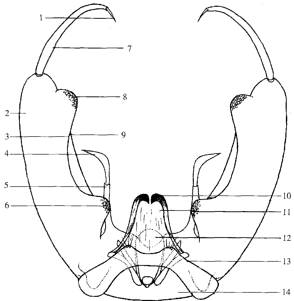 圖1-9 伊蚊雄蚊尾器圖解 (采自陸寶麟， 1997b)