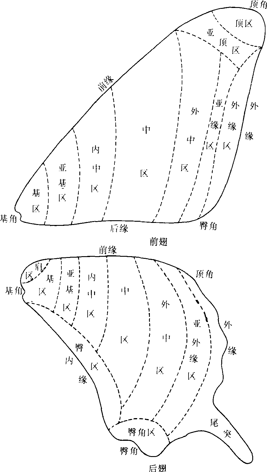 (四)翅區(qū)