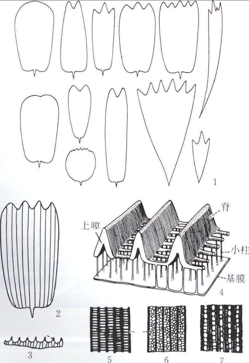 一、鱗片的構(gòu)造