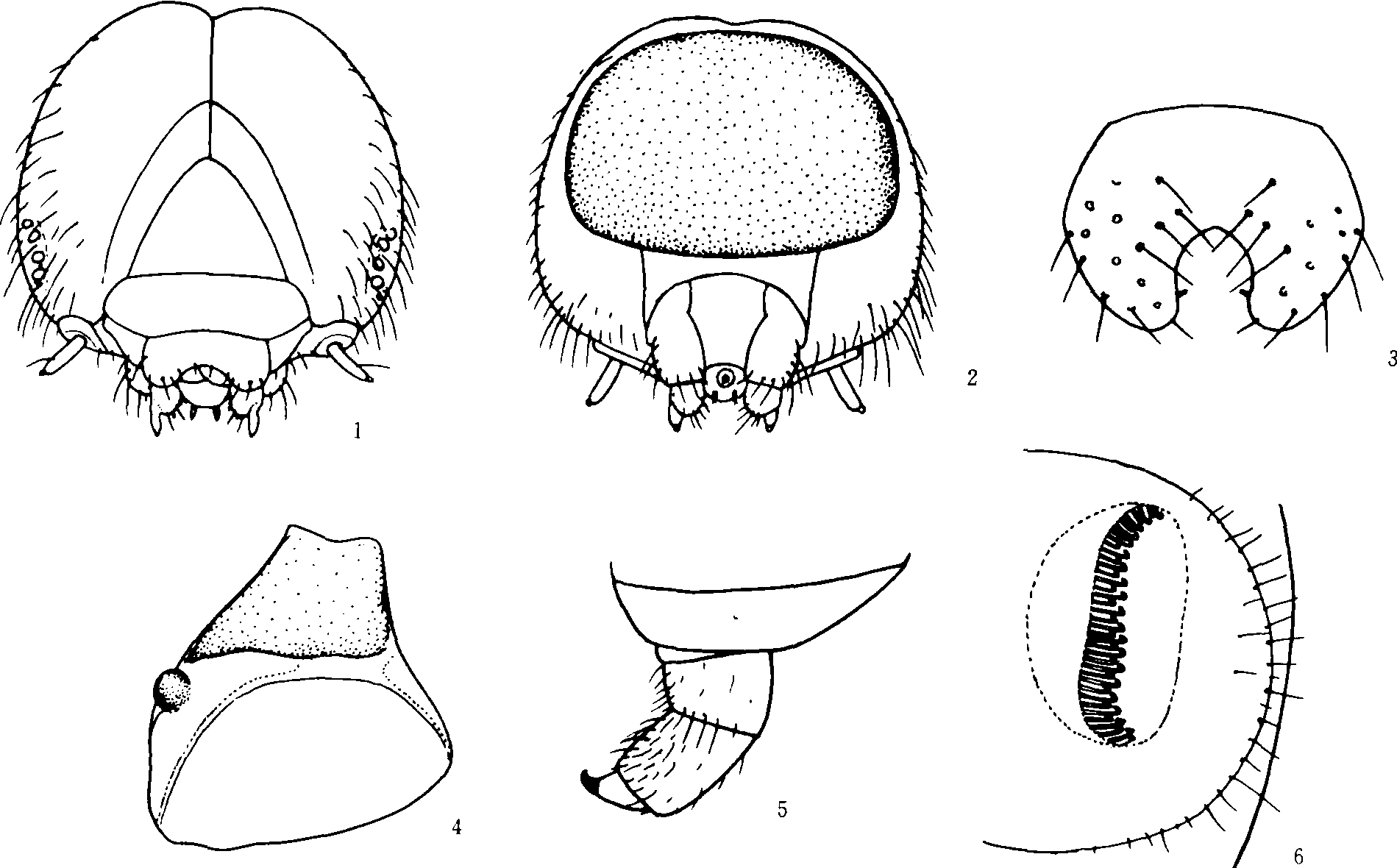 (二)頭部與口器