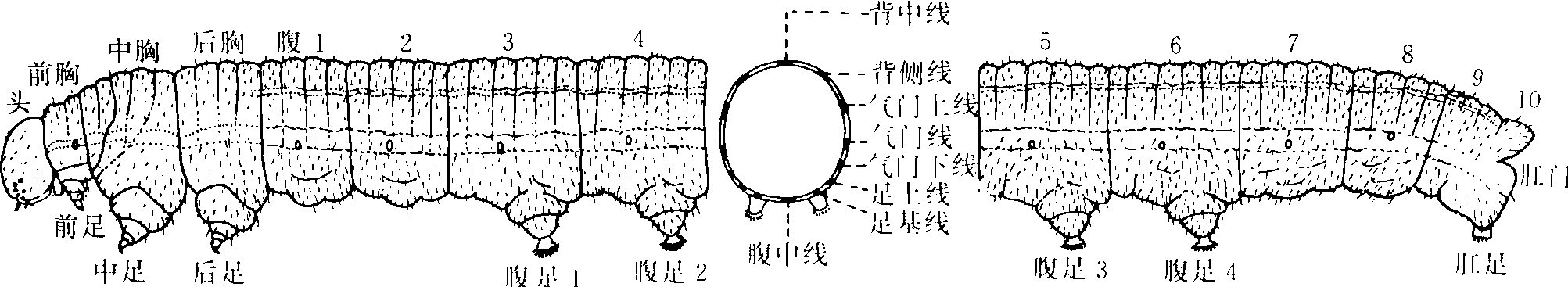 (三)胸腹部與足