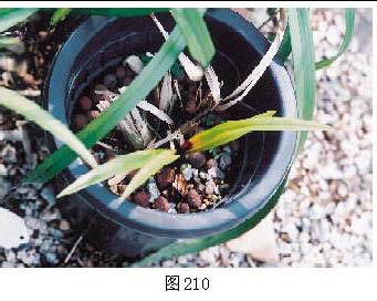 4.蘭花鐮刀菌枯萎病