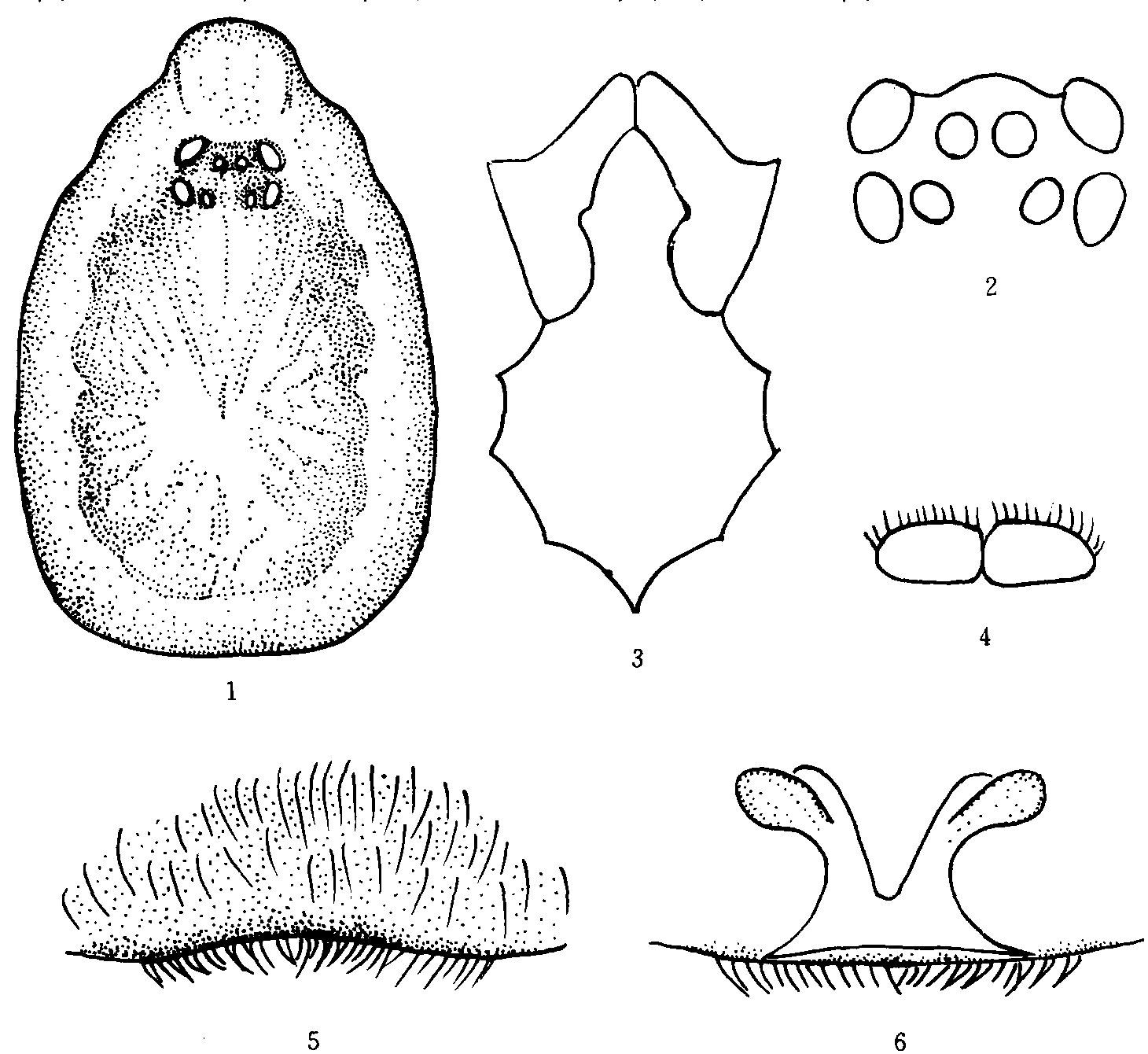 5. 林芝三櫛毛蛛 (新種)