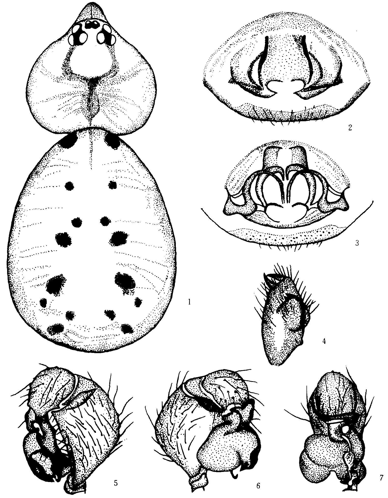 9. 珠峰幽靈蛛