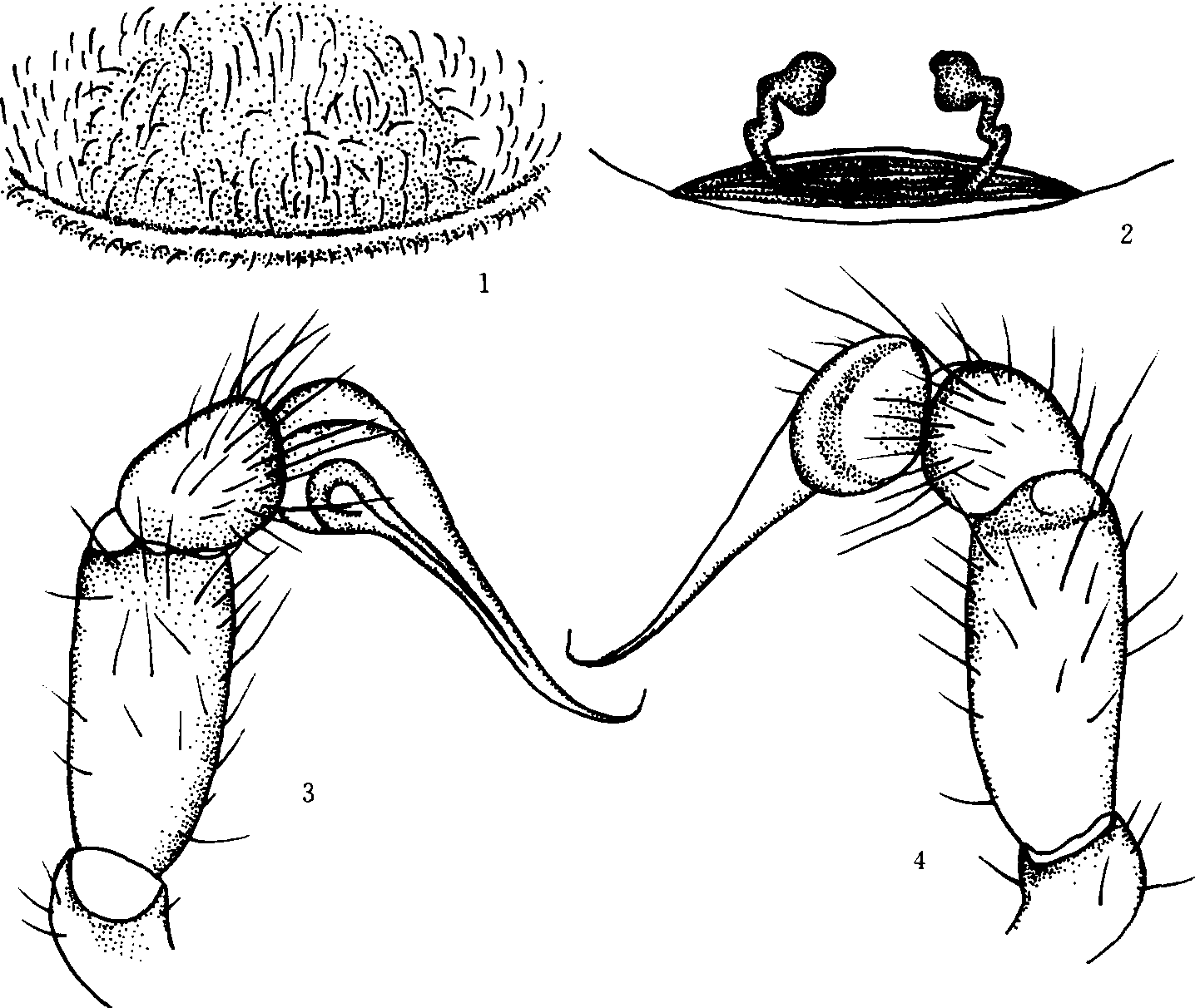 12. 半曳花皮蛛