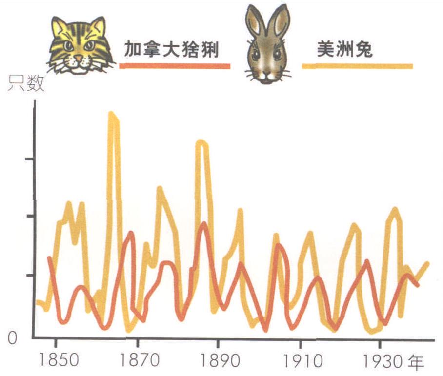 加拿大猞猁和美洲兔的數(shù)量