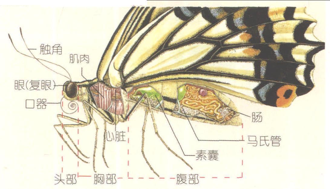 鳳蝶身體的結(jié)構(gòu)