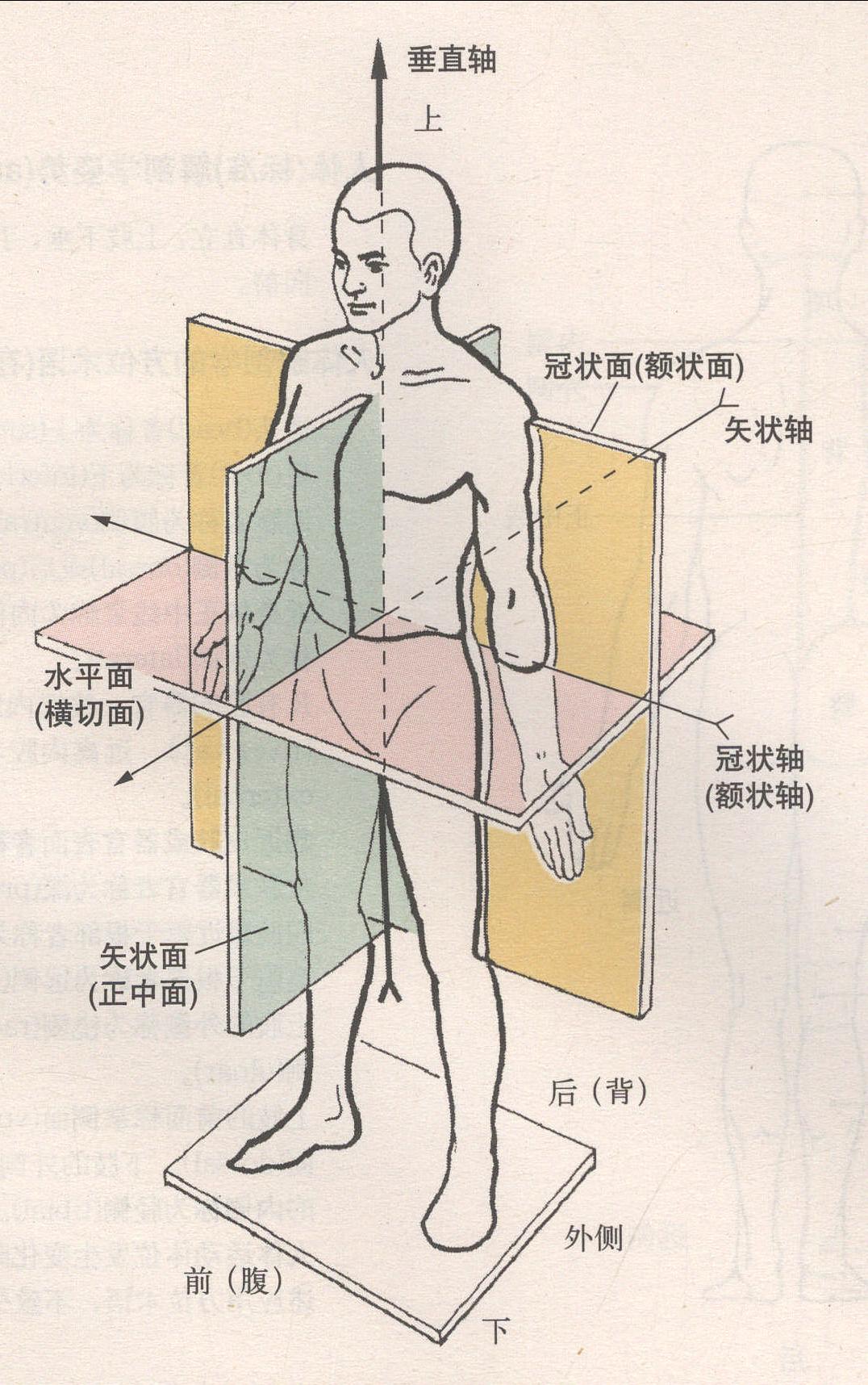 人體解剖學(xué)的定位術(shù)語