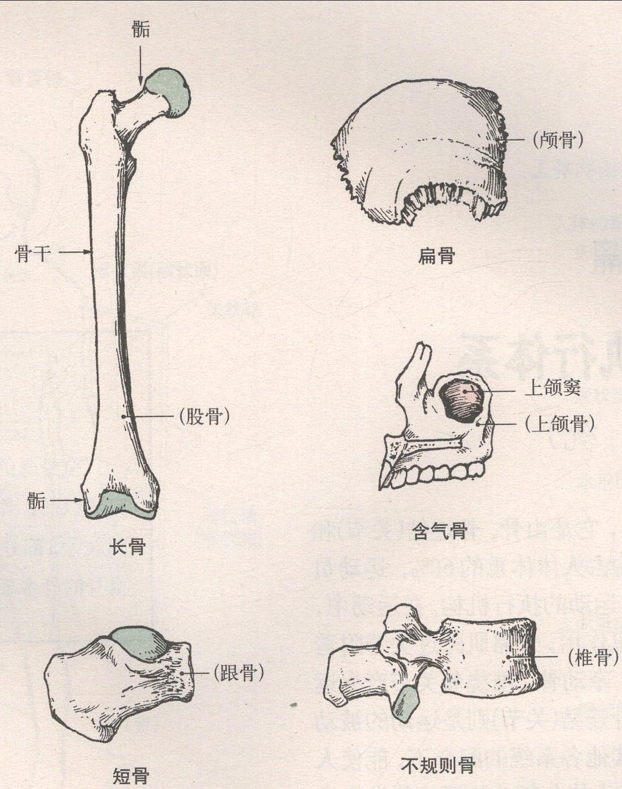 骨的形狀