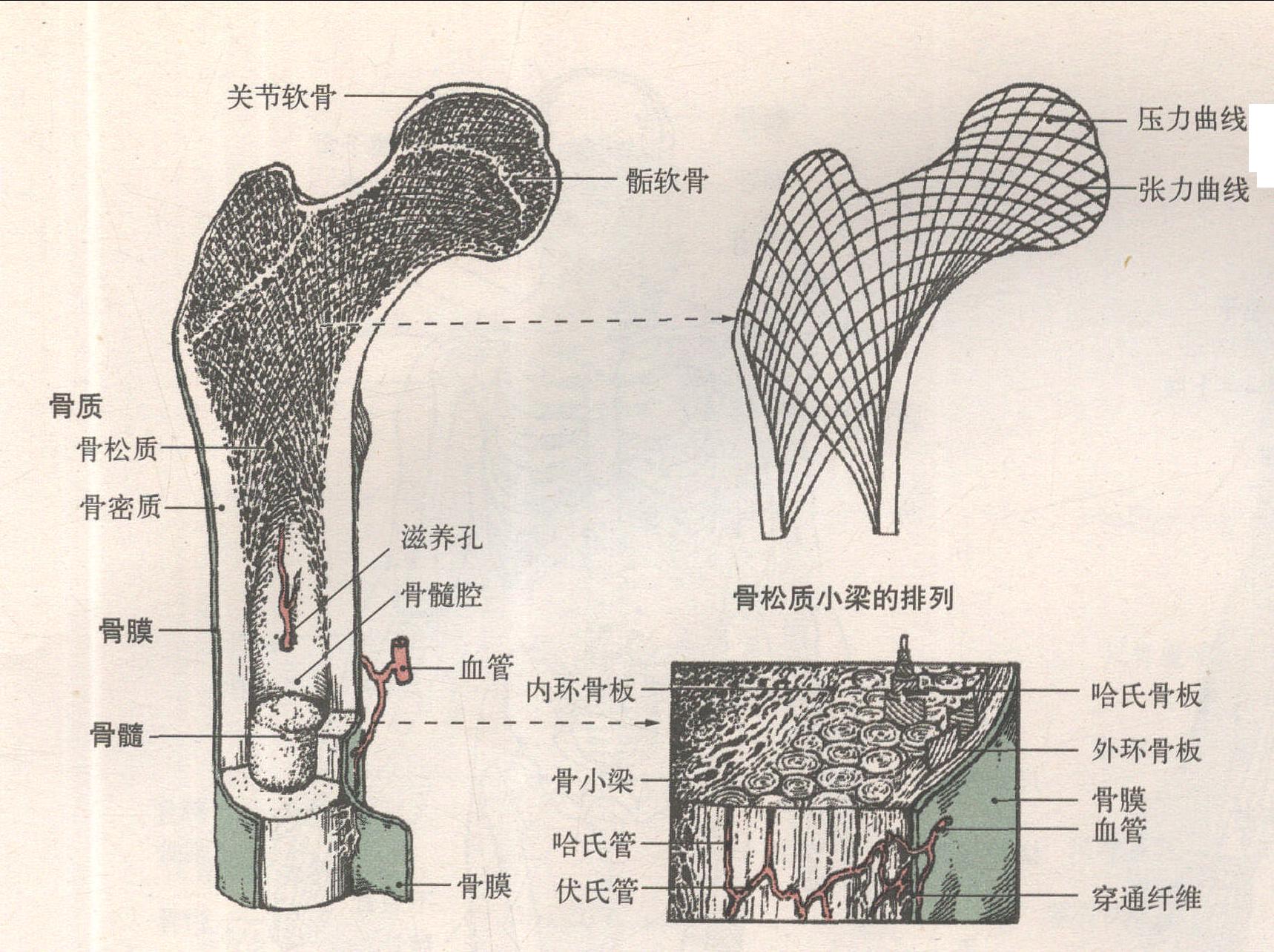 骨的構造