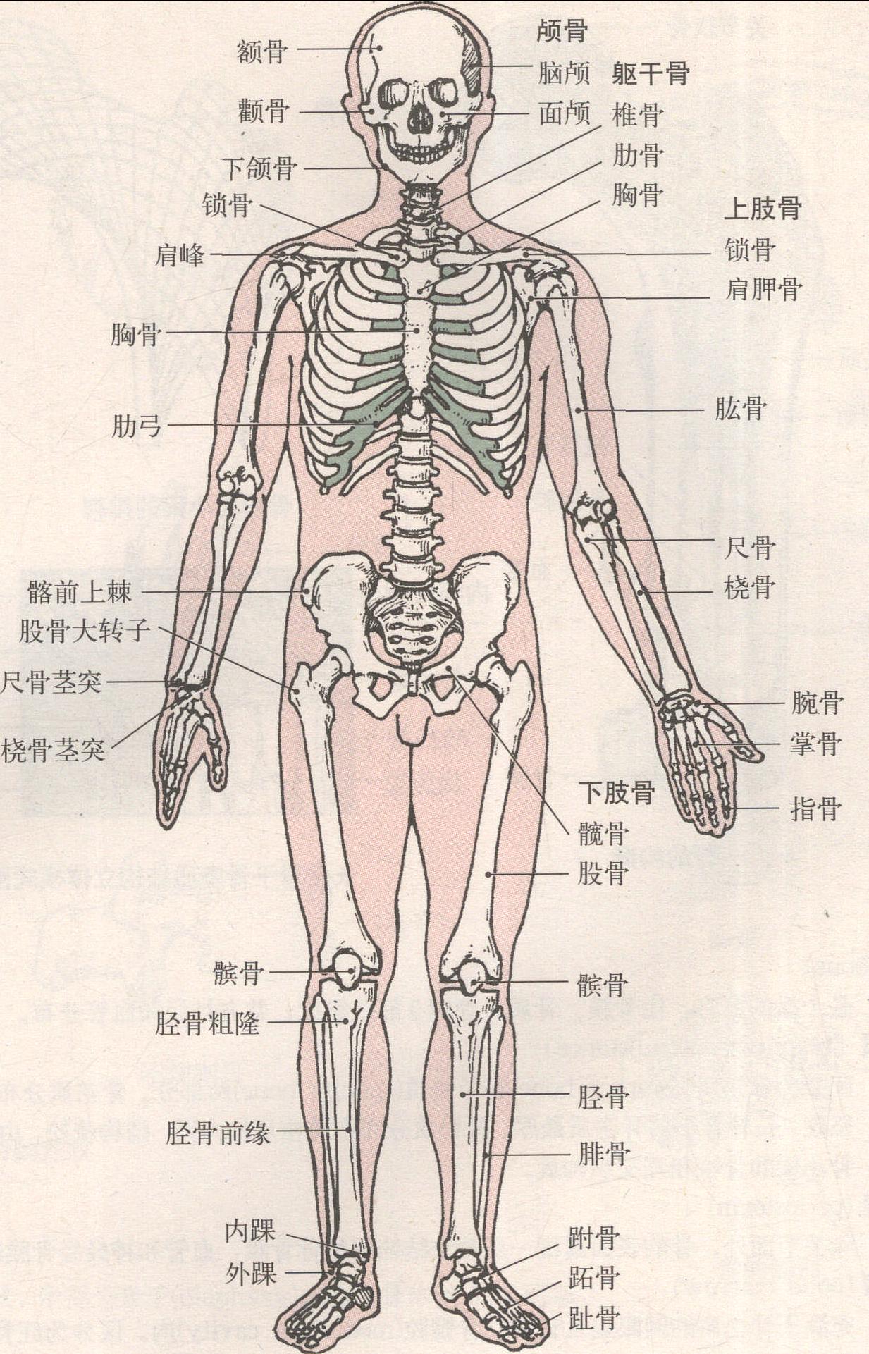 人體全身骨骼及其在體表的標志