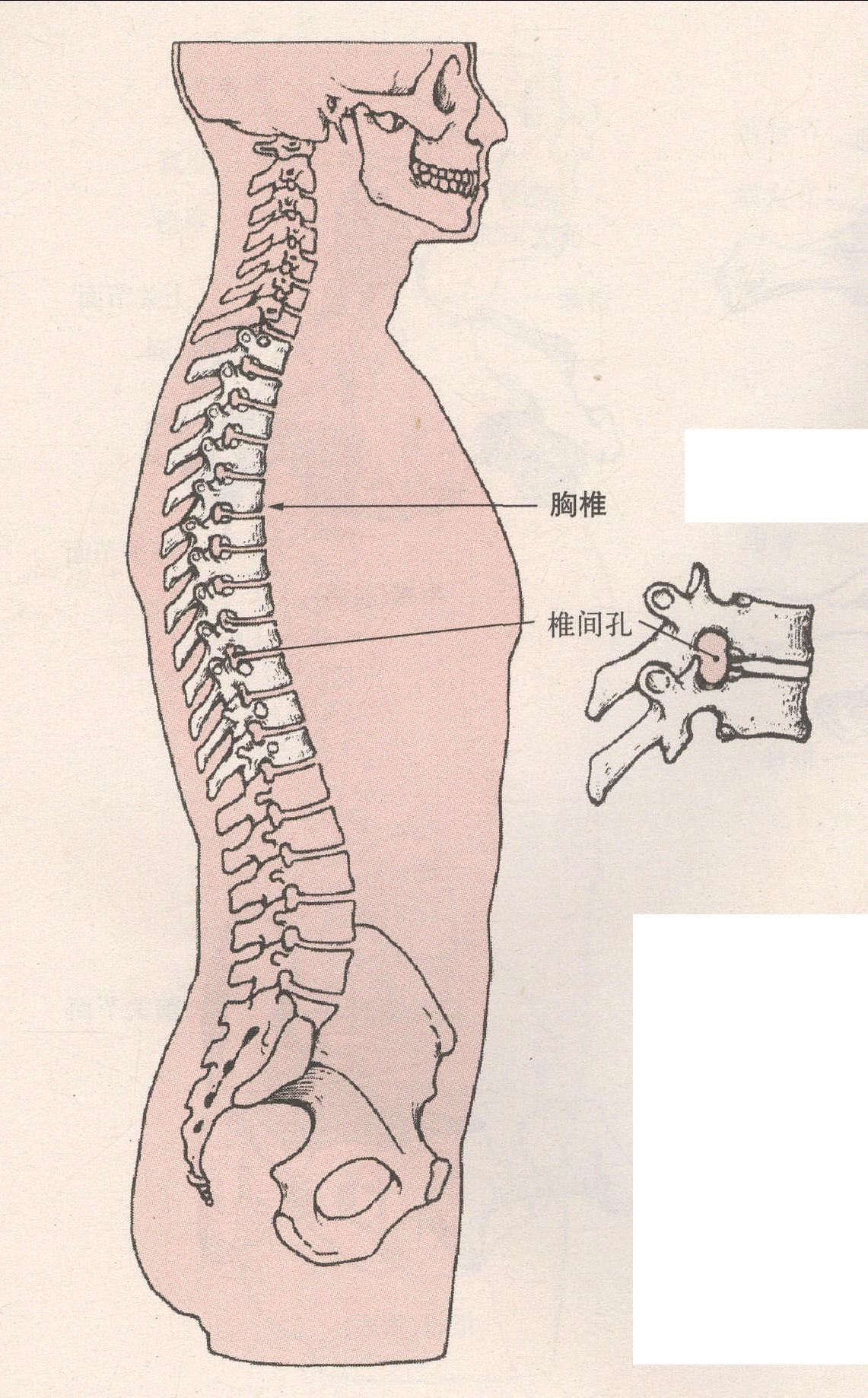 胸椎