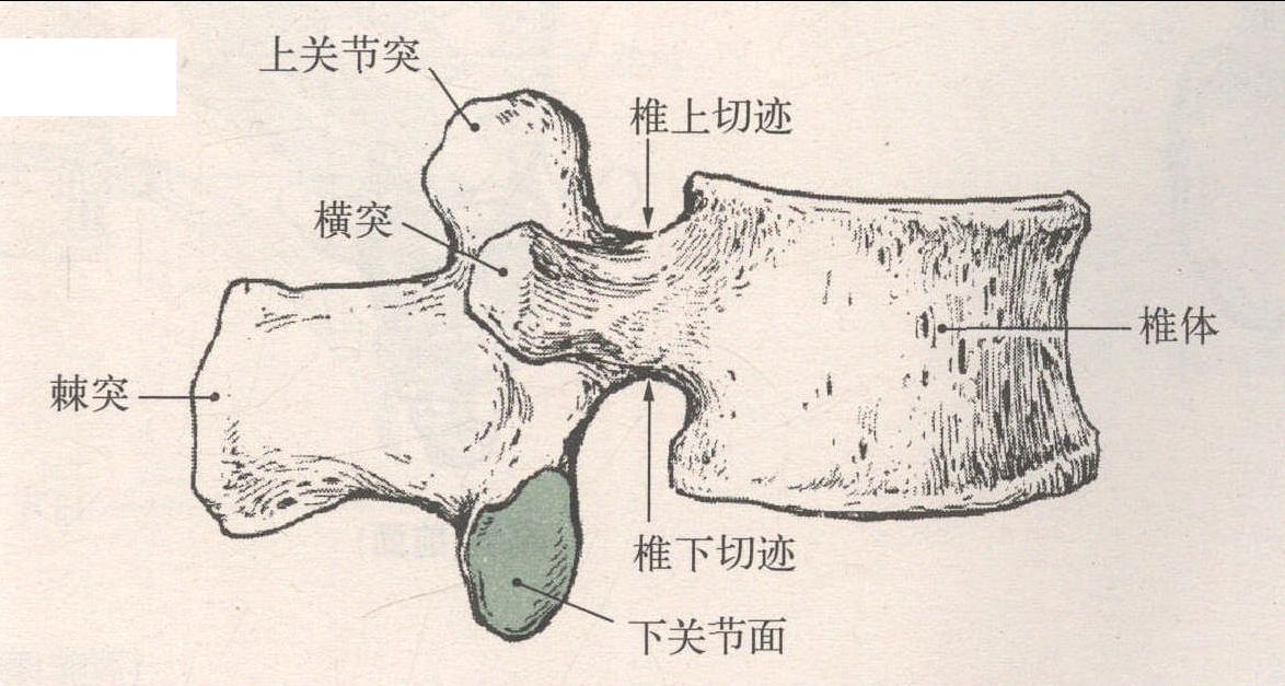 腰椎