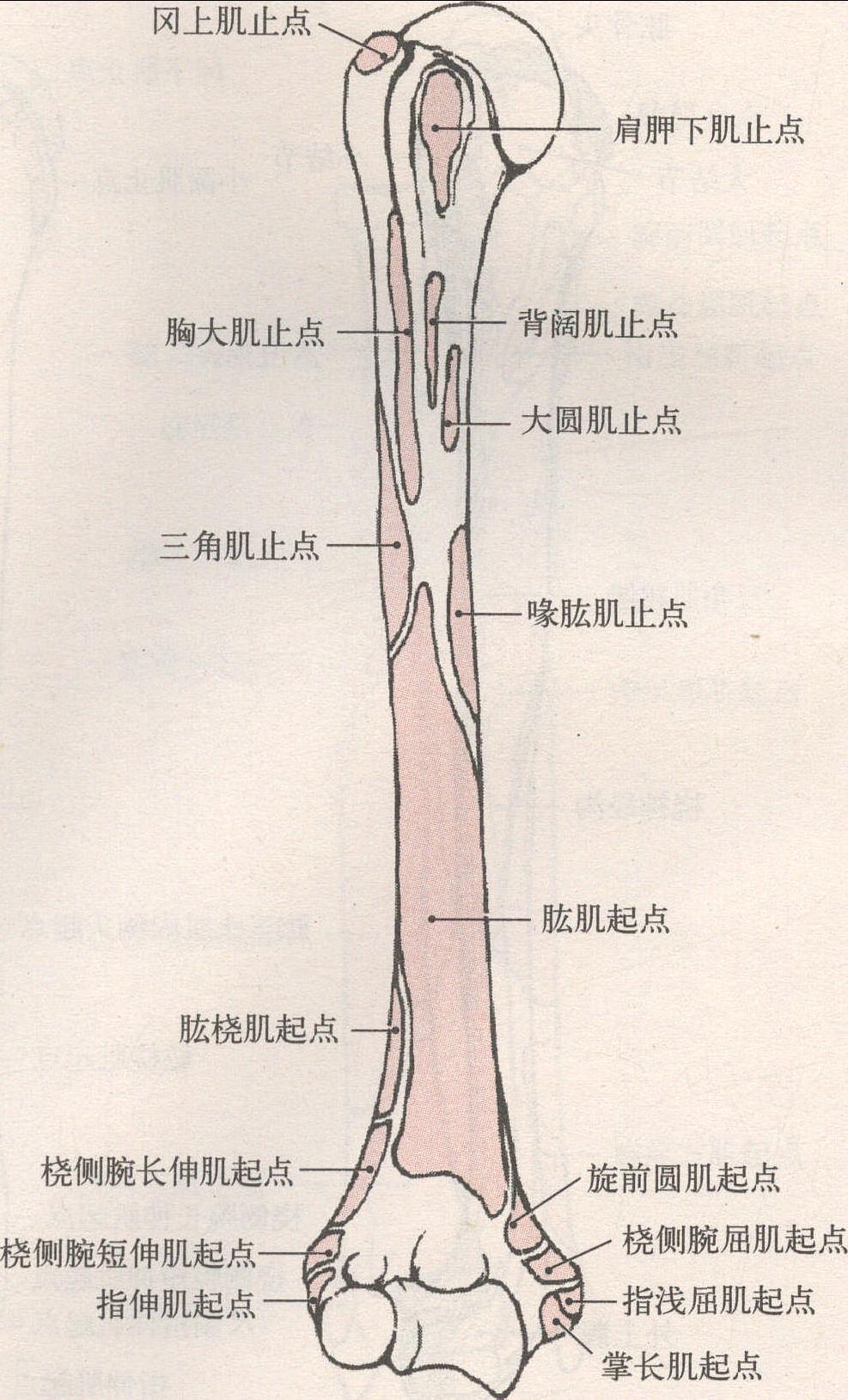 上臂骨 肱骨