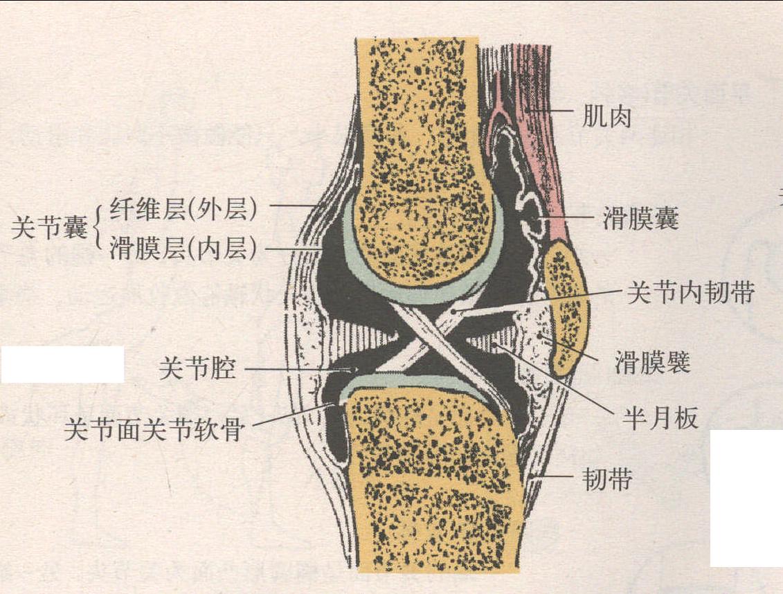 骨連結(jié)的分類與構(gòu)造