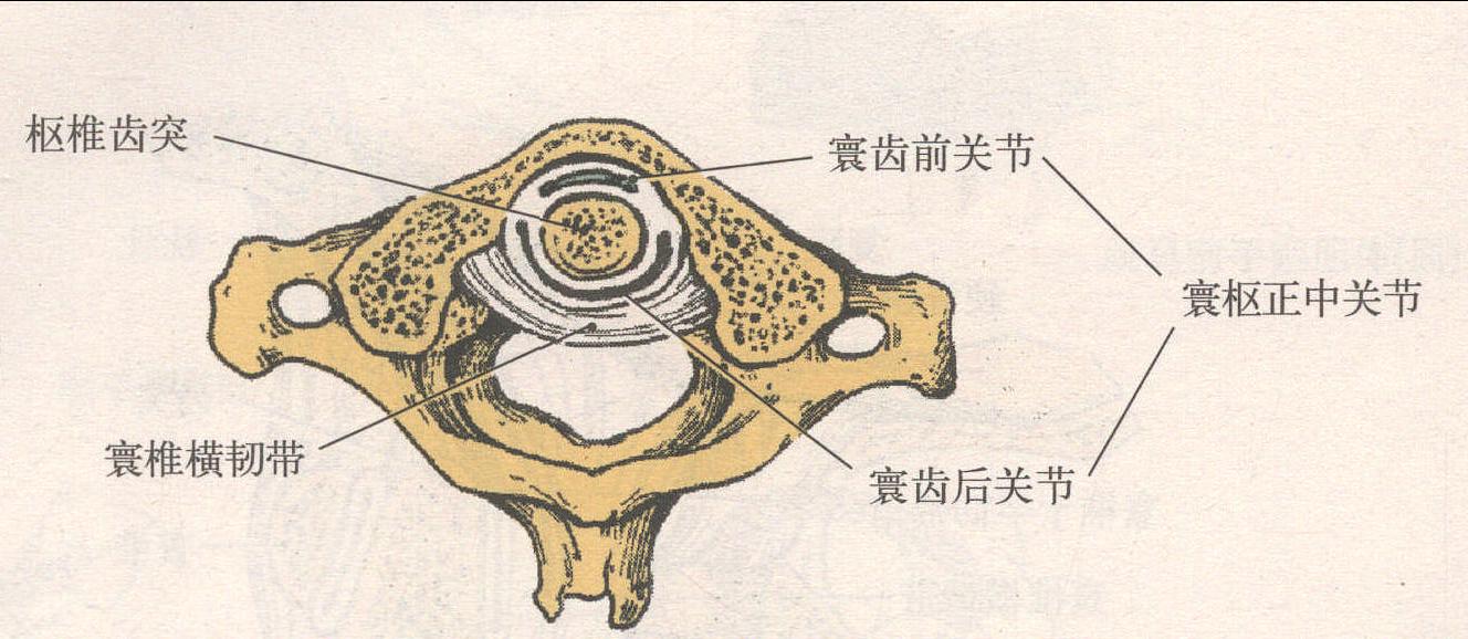 寰椎與枕骨和樞椎的連結(jié)