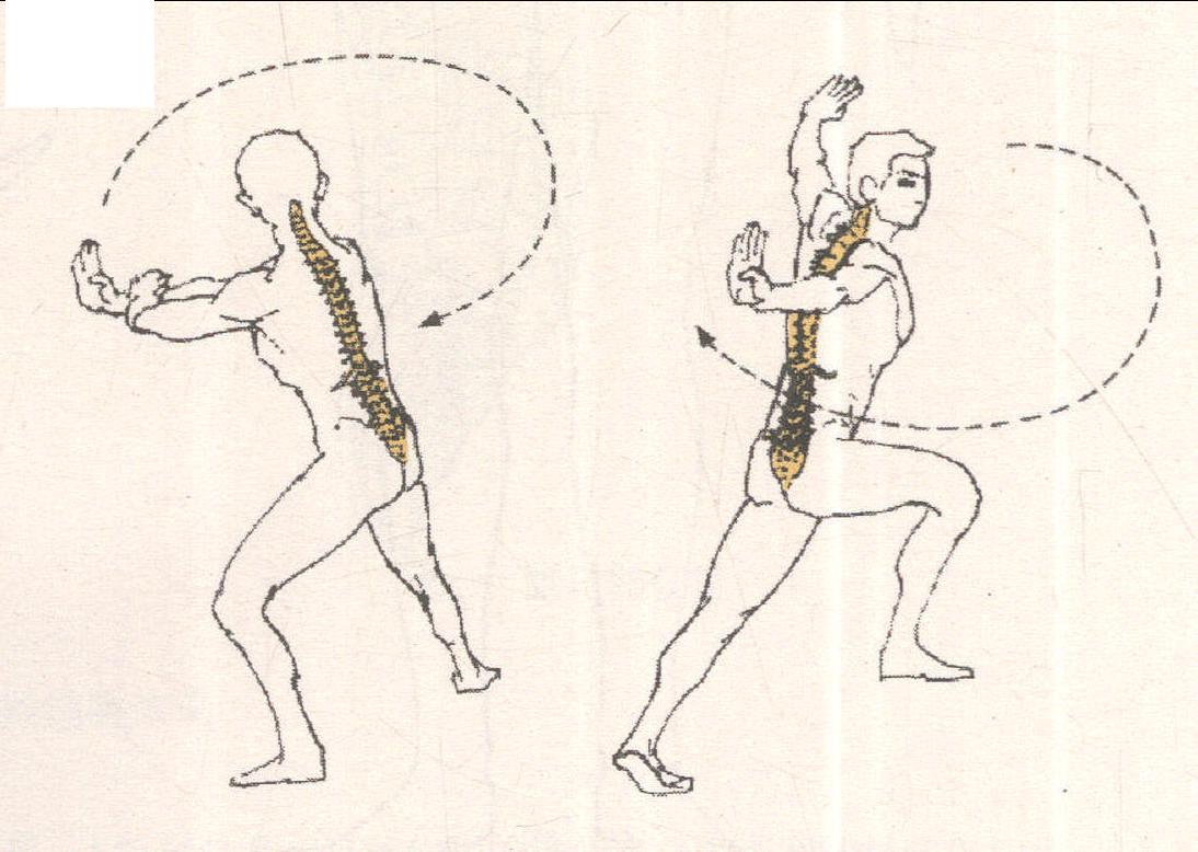 脊柱(軀干)繞矢狀軸、垂直軸的運(yùn)動(dòng)