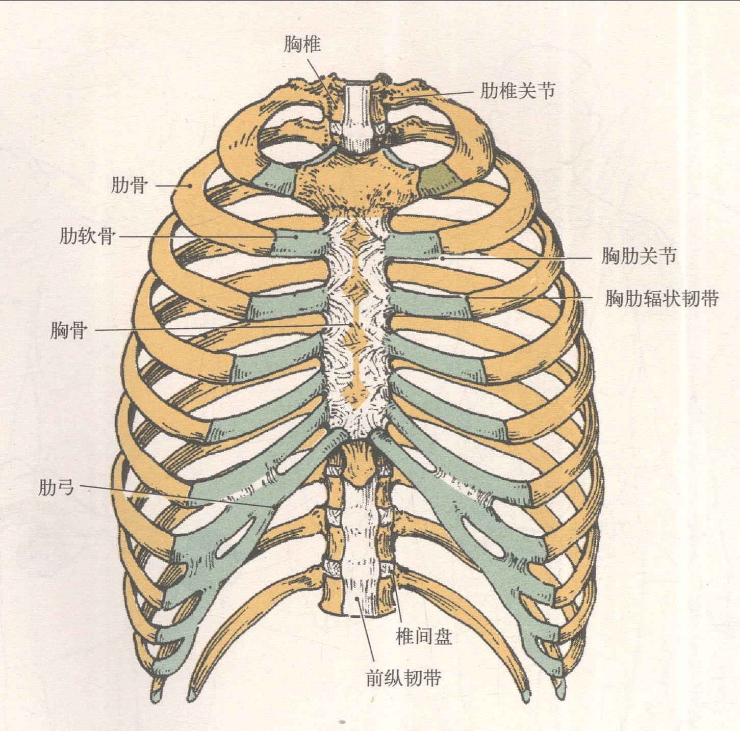 肋與胸骨的連結(jié)