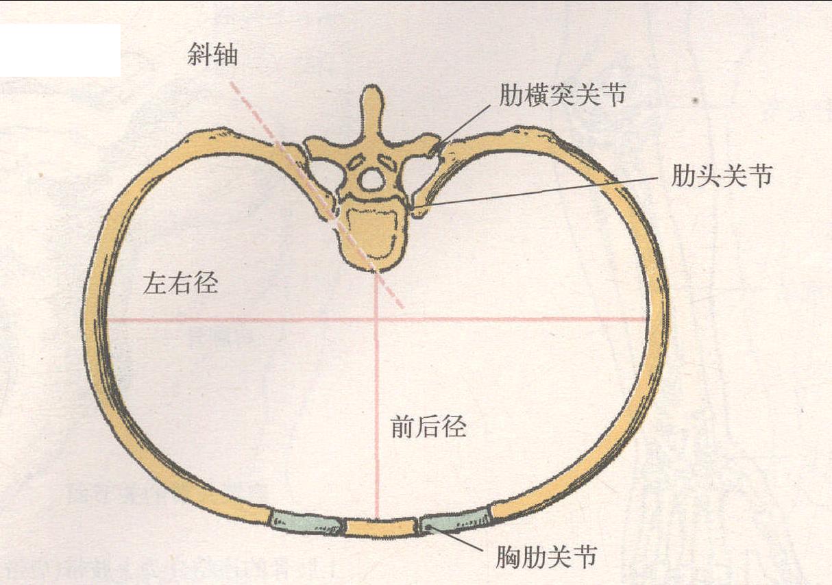 肋與椎骨的連結(jié)