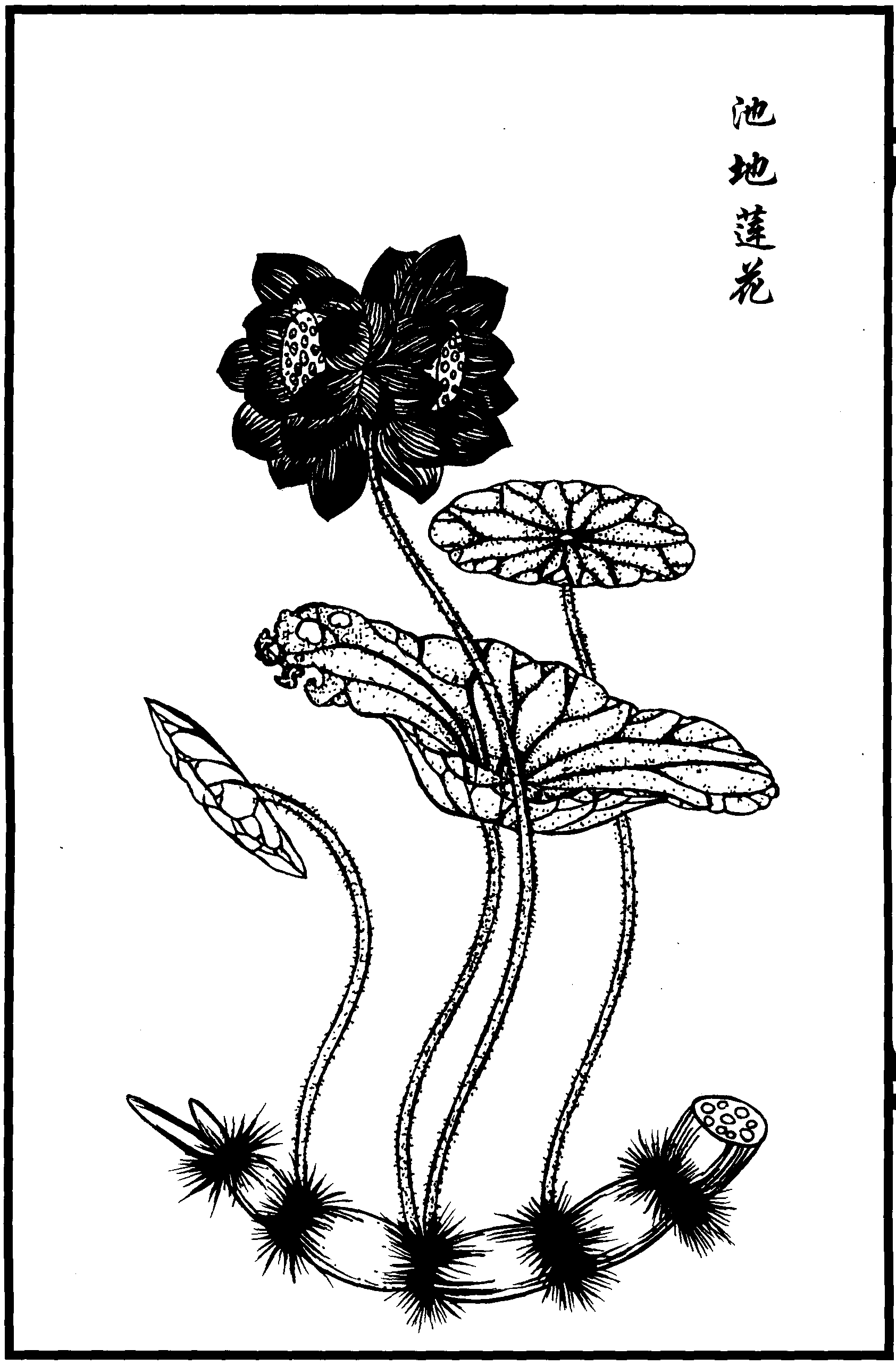 池地蓮花