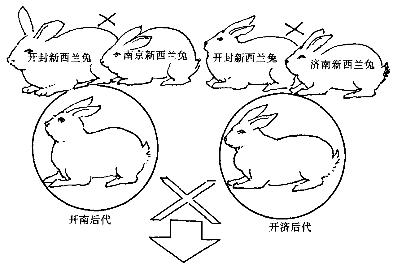 (四) 家兔的育種技術(shù)