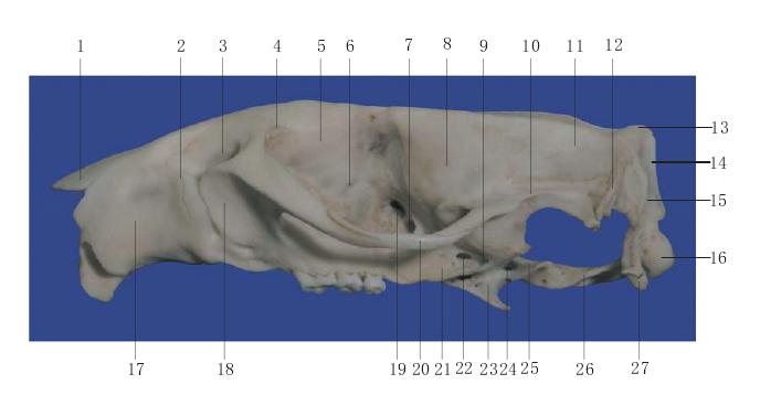圖1-5 顱骨側(cè)面觀