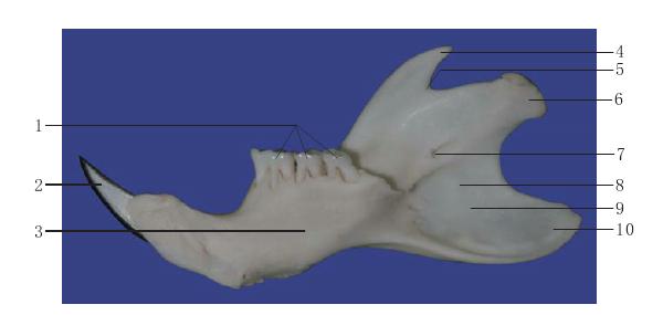圖1-8 下頜骨內(nèi)面觀