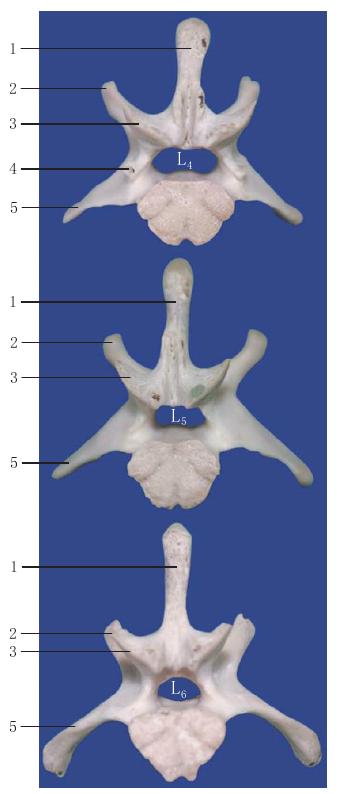 圖1-23 腰椎后面觀