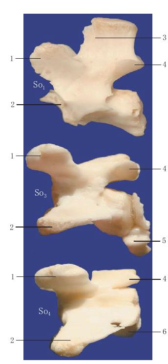 圖1-36 尾椎側(cè)面觀